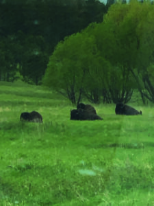 bison laying in the grass
